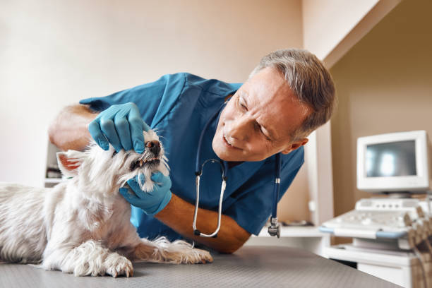 Best Walk-In Dentist Near Me  in Henrietta, TX